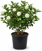 (No Ship to CA,HI,AK) Duke Jasmine Live Plant in 1 Gallon Pot, Vigorous Fragrant Flowering Shrub with Double White Blooms, Sturdy Low Maintenance Plant for Patios & Home Landscapes
