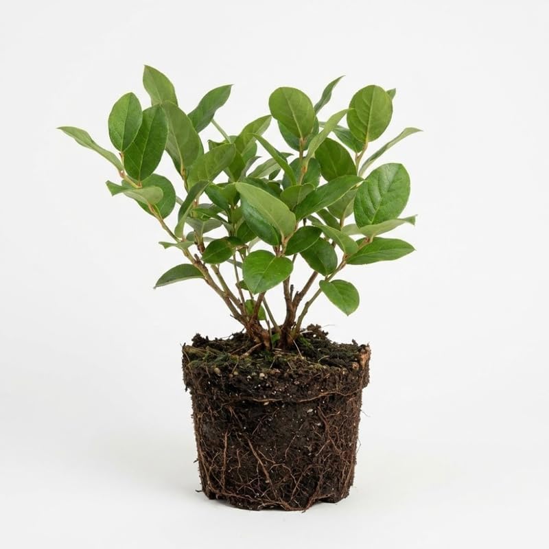 Live Salal, 4" Bare Root Starter Plant, Cold-Hardy Gaultheria Shallon Evergreen, Well-Rooted Native Shrub for Shade Gardens