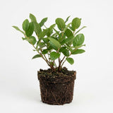 Salal Live Plants, 4 Inch Tall Bare Root Seedlings, Gaultheria Shallon Native Evergreen Shrub, Edible Berry Plant for Landscapes