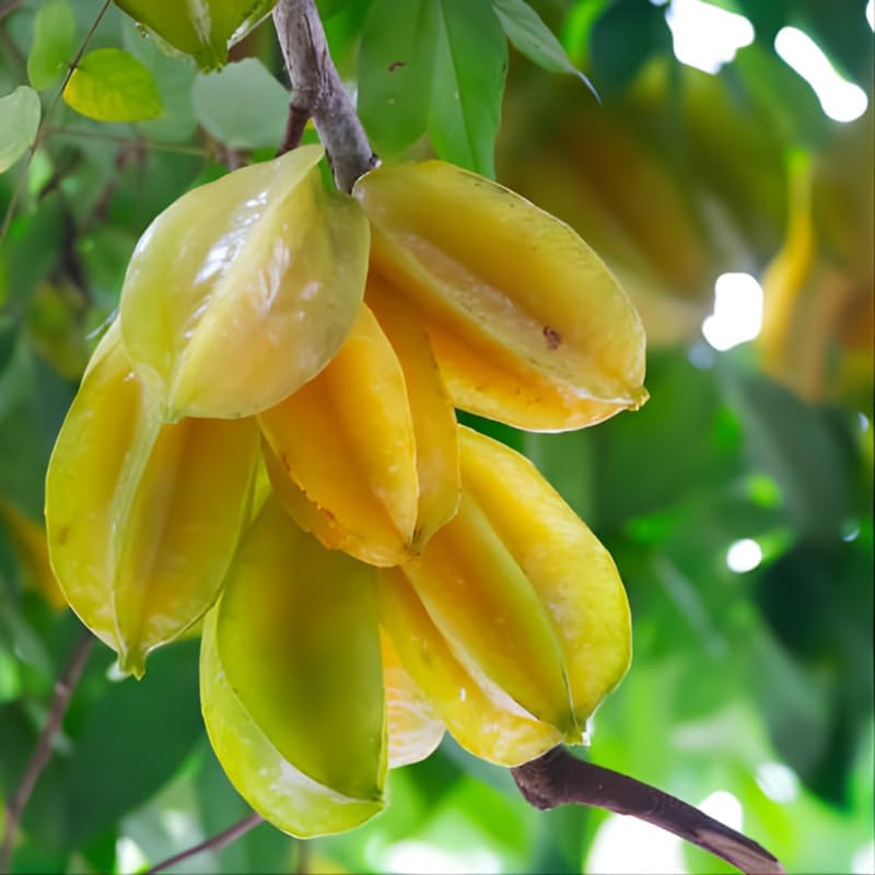 (No Ship to CA,HI,AK) Sweet Starfruit Tree Live Plant in 3 Gallon Pot, Well-Rooted Tropical Tree, Low Maintenance Fruit Plant for Sunny Outdoor Spots
