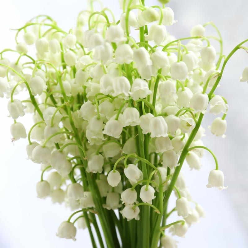 5 Lilly of The Valley Live Plant Roots for Planting, Low Maintenance Perennial, Long Lasting Blooms for Garden