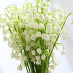 5 Lilly of The Valley Live Plant Roots for Planting, Low Maintenance Perennial, Long Lasting Blooms for Garden