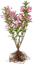2 Pink Weigela Tree Live Plants | 1-2ft Bare Root Seedlings | Low Maintenance Flowering Deciduous Shrub | Established Root System for Outdoor Landscapes