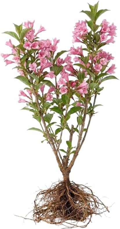 2 Pink Weigela Tree Live Plants | 1-2ft Bare Root Seedlings | Low Maintenance Flowering Deciduous Shrub | Established Root System for Outdoor Landscapes