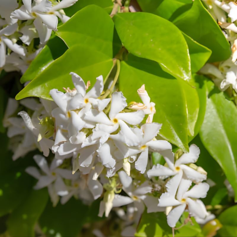 Confederate Jasmine Plant Live, 8 Inch Tall, Live Evergreen Vine with Intensely Scented White Blooms