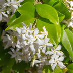 Confederate Jasmine Plant Live, 8 Inch Tall, Live Evergreen Vine with Intensely Scented White Blooms