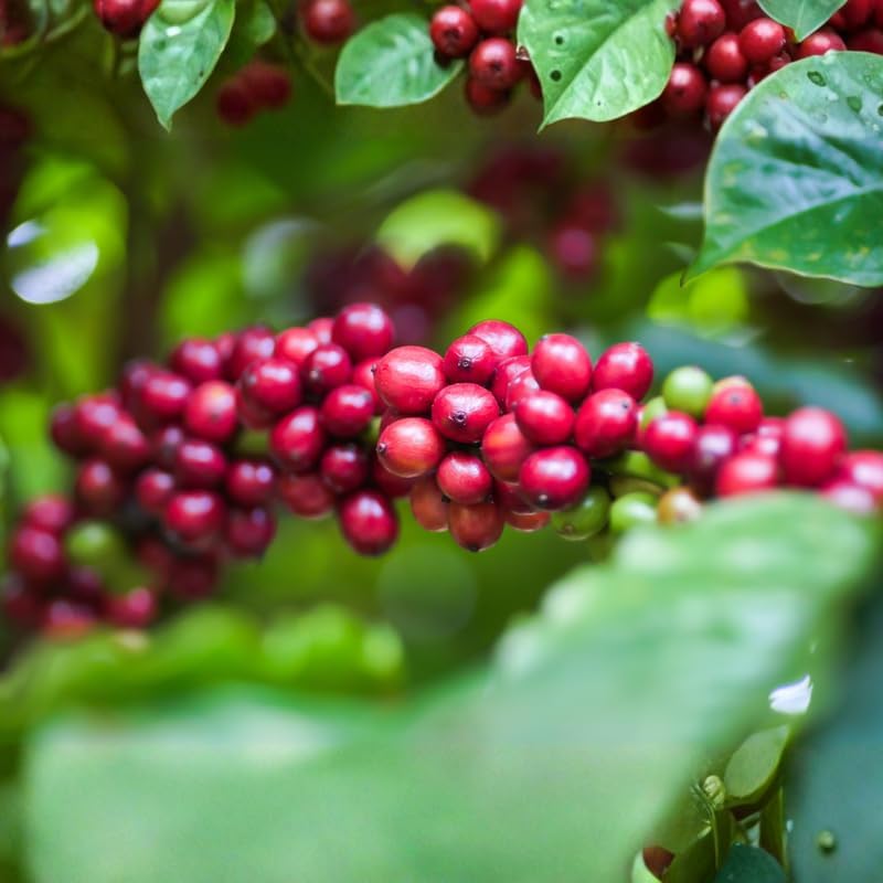 (No Ship to CA,HI,AK) Arabica Coffee Plant Live, 1 Gallon Pot, 1-2 Feet Tall Live Indoor Tree with Shiny Green Foliage, Self-Pollinating Arabica for Fresh Homegrown Beans