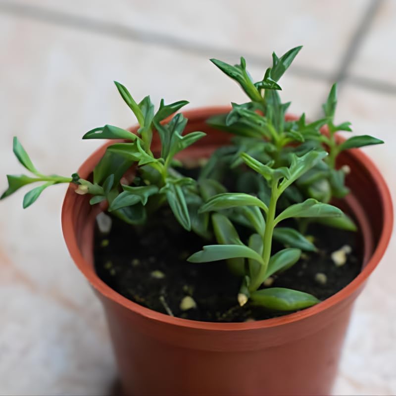 String of Dolphins Plant 4'' Inch Pot | Live Trailing Succulent Houseplant | String of Dolphins Plant Live for Shelves, Pots & Hanging Planters