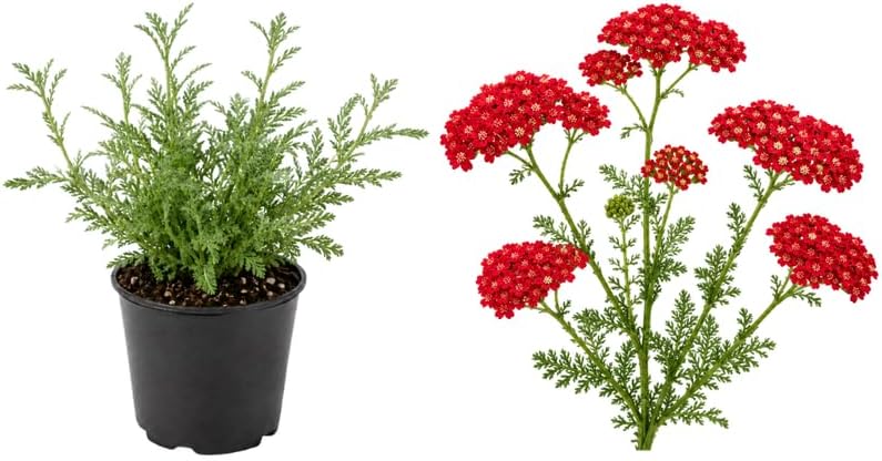 Red Yarrow Plants Live for Planting in Small Pot, High Yield Yarrow Herb Plants, Low Maintenance, Fragnant Edible Flowers for Backyard Gardens