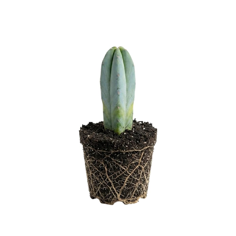 Live Cactus Plant Gymnocalycium Horstii Green Tomato, 4" Pot, Low Maintenance Rare Cactus, Drought Tolerant Houseplant for Indoor Décor, Windowsills & Succulent Collections
