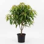 Live Keo Savoy Mango Tree 2.5–3 Ft | Sweet Tropical Mango | Fruit Tree for Yard & Patio | No Ship to CA, HI, AK