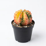 Variegated Gymnocalycium Cactus, 4" Pot, High-Vigor Low Maintenance Indoor Plant for Windowsills - Striking Pink & Yellow Ribbed Stem