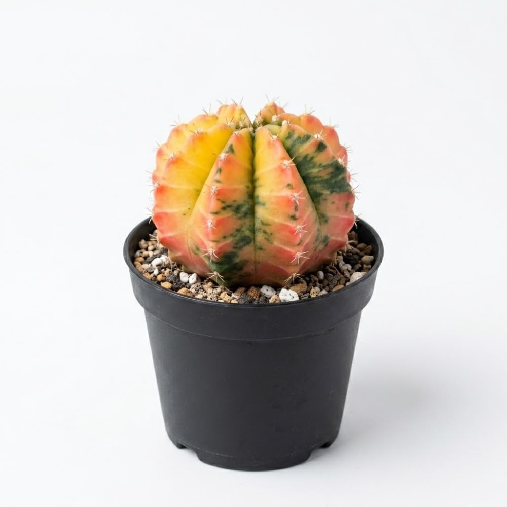 Variegated Gymnocalycium Cactus, 4" Pot, High-Vigor Low Maintenance Indoor Plant for Windowsills - Striking Pink & Yellow Ribbed Stem