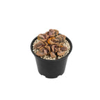 Live Succulent Echeveria Chroma, 2 Inch Pot Rare Succulent Plant Live, Easy Care, Beautiful Vibrant Color for Indoor Décor, Desk & Small Spaces