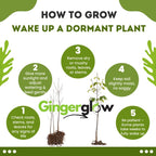 2 Honeysuckle Live Plants | 8–12 Inches Tall Rooted Cuttings | Fragrant Shrubs for Yard Landscaping, Garden Beds, and Border Planting