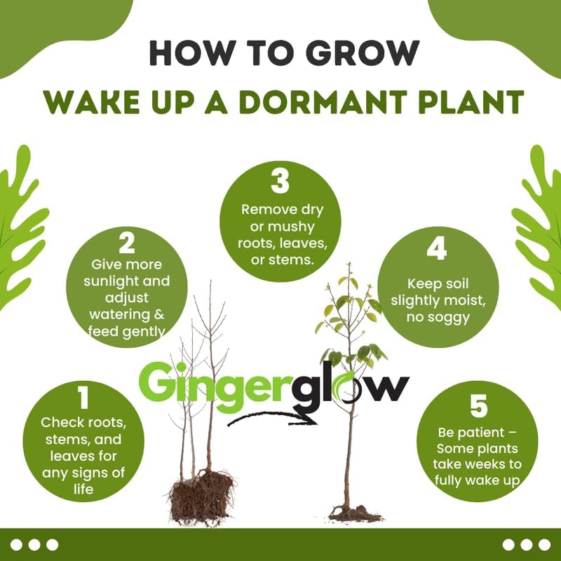 2 Honeysuckle Live Plants | 8–12 Inches Tall Rooted Cuttings | Fragrant Shrubs for Yard Landscaping, Garden Beds, and Border Planting