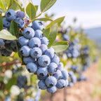 (No Ship to CA,HI,AK) Brightwell Blueberry Trees Live Plants, 1-2 Feet Tall (1 Gal Pot) - Sweet Blue Berries Live Plants for Planting Indoor Outdoor