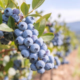 Sweet Austin Blue Berry Live for Planting - 1 to 2 Feet Live Blueberries Plants in 2 Gallon Pot, Perfect for Yard Landscape and Containers (No Ship to CA, HI, AK)