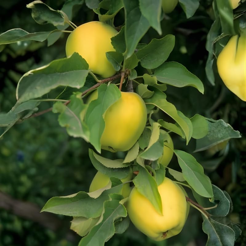 (No Ship to CA,HI,AK) Golden Delicious Apple Tree Live Plant, 5 Gallon Pot, Sweet Yellow Edible Fruit Tree for Home Orchards and Backyards