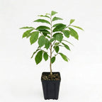 Pawpaw Tree Live Plant for Planting in Quart Pot, 12 to 18 Inch Tall, Easy Care Tropical-Style Fruit Plant for Sunny Outdoor Spots