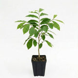 Pawpaw Tree Live Plant for Planting in Quart Pot, 12 to 18 Inch Tall, Easy Care Tropical-Style Fruit Plant for Sunny Outdoor Spots