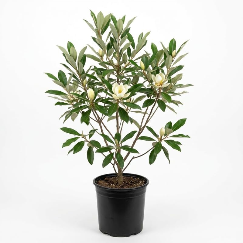 (No Ship to CA,HI,AK) Sweetbay Magnolia Plant, 3 Feet Tall in 3 Gallons Pot, Vigorous Flowering Shrub for Backyard Gardens & Patios, Elegant White Blossoms & Semi-Evergreen Foliage