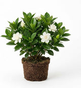 Frostproof Jasmine Gardenia Live Plant, 4-5 Inch Bare Root Starter, Vigorous Cold-Hardy Evergreen Shrub with Fragrant White Blooms, Sturdy Low Maintenance Flowering Hedge
