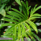 Tortum Philodendron Plant Live, Philodendron Tortum 4 Inch Potted Plant, Indoor Foliage Plant for Shelves, Desks and Modern Interiors