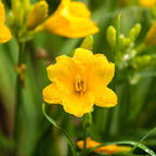 10 Stella de Oro Daylily Roots, Reblooming Yellow Perennial Roots for Garden Borders, Cold-Hardy Miniature Golden Daylily