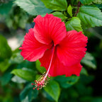 2 Red Rose of Sharon Live Plants | 12–18 Inch Tall | Red Blooming Hibiscus syriacus for Yards, Hedges, Borders & Landscape Design