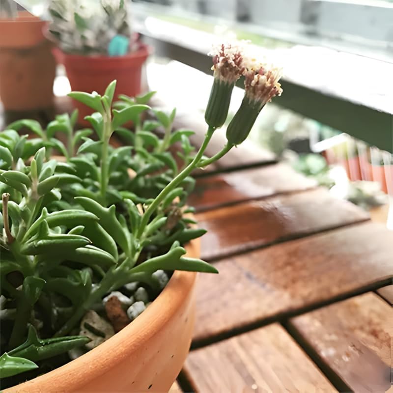 String of Dolphins Live Plant in 4'' Inch Pot | Trailing Succulent for Hanging Displays | String of Dolphins Plant Live for Home & Office