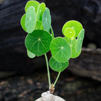 Stephania Cephalantha Live Plant in 2 – 2.5" Inch Pot | Stephania Erecta Plant Bulb | Low-Maintenance Indoor Greenery | Suitable for Desks, Shelves & Modern Décor | Great Botanical Gift