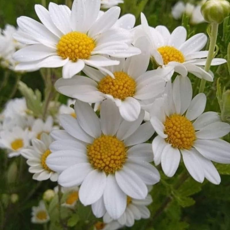 2 Ox-Eye Daisy Plants Live for Planting, 3-Inch Pot, Established Live Flowering Plant, Drought Tolerant White Daisy for Sun and Borders