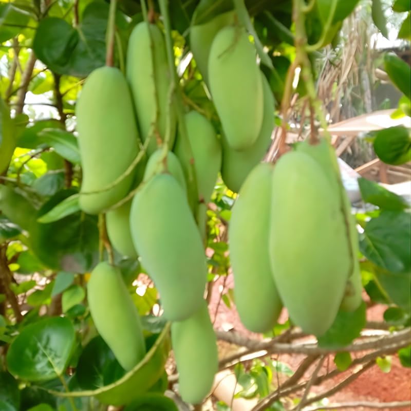 Mun Kun Si Mango Tree Live Plant | Sweet Tropical Mango Variety 2.5–3 Ft | Fruit-Bearing Tree for Yard & Patio | No Ship to CA, HI, AK