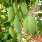 Mun Kun Si Mango Tree Live Plant | Sweet Tropical Mango Variety 2.5–3 Ft | Fruit-Bearing Tree for Yard & Patio | No Ship to CA, HI, AK