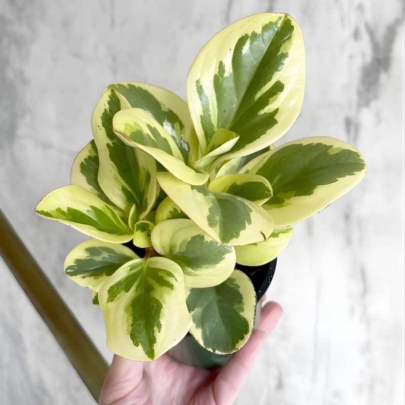 Peperomia Obtusifolia Variegated Live Plant | Baby Rubber Plant in 4'' Inch Pot | Easy-Care Peperomia Live Indoor Houseplant | Attractive Variegated Rubber Plant for Home & Office Décor