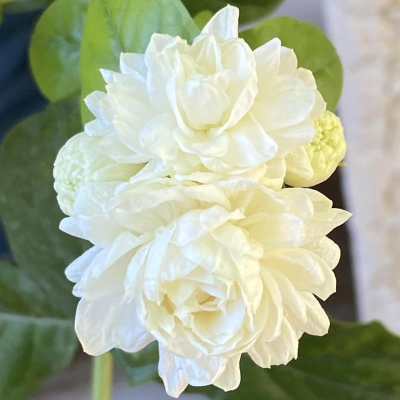 Grand Duke Jasmine Plant, 5-8 Inch Tall, Arabian Jasmine Plant, Low Maintenance Fragrant Perennial for Sunny Porches and Decorative Pots