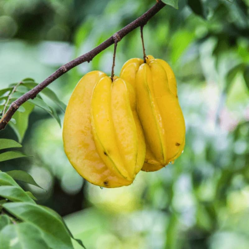 (No Ship to CA,HI,AK) Starfruit Tree Live Plant | 3 Gallon Pot | 30-36 Inches Tall Live Tropical Fruit Plant | Low Maintenance Fruit Tree