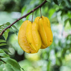 (No Ship to CA,HI,AK) Starfruit Tree Live Plant | 3 Gallon Pot | 30-36 Inches Tall Live Tropical Fruit Plant | Low Maintenance Fruit Tree