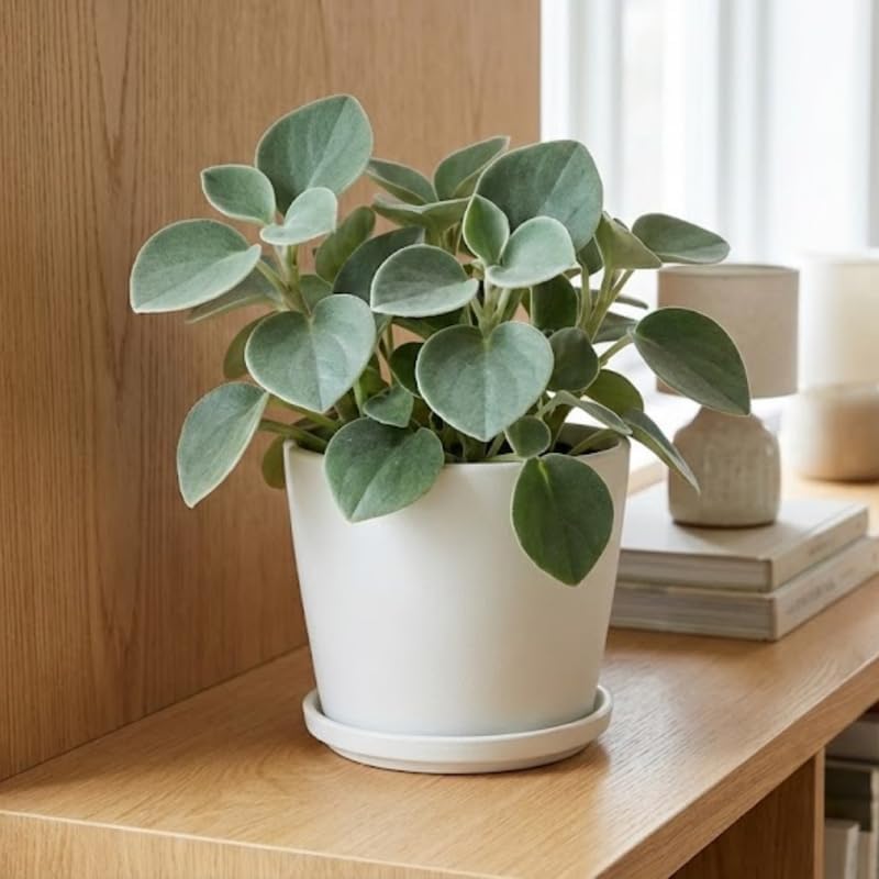 Peperomia Plant Live, Peperomia Incana in 4 Inch Pot, Compact Indoor Plant for Living Spaces, Gifting and Minimalist Interiors