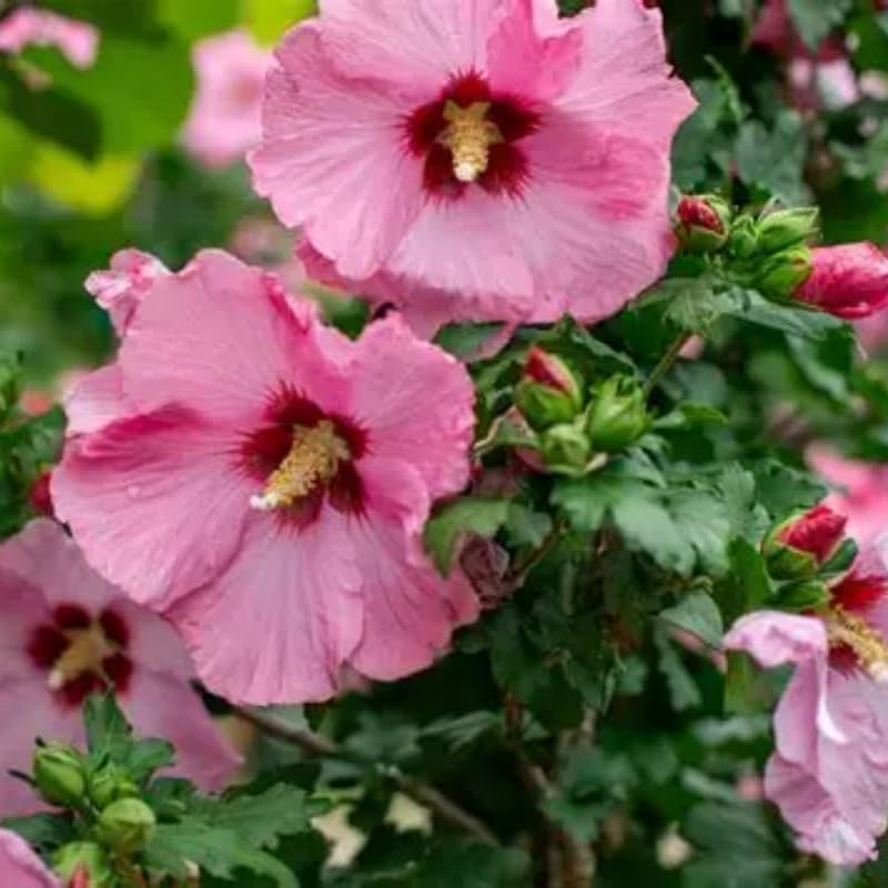 5 Althea Rose of Sharon Plant Live Mixed Colors - Hibiscus Syriacus Plant Live – 6 to 12 Inch Live Seedlings | Hardy Flowering Shrubs with Summer Blooms | Easy to Grow Garden Favorites
