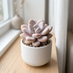Live Succulent Plant, Pachyphytum Oviferum Pink Moonstone Plant, 2" Pot, Easy to Care Drought Tolerant Décor, Low Maintenance Compact Succulent