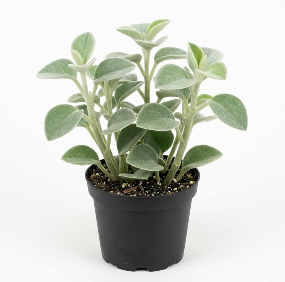 Peperomia Incana Live Plant, 4" Potted Indoor Plant, Vigorous Houseplant with Soft Felted Foliage for Living Rooms, Easy to Care Pet-Friendly Decor