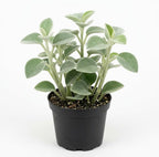 Peperomia Incana Live Plant, 4" Potted Indoor Plant, Vigorous Houseplant with Soft Felted Foliage for Living Rooms, Easy to Care Pet-Friendly Decor