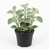 Peperomia Incana Live Plant, 4" Potted Indoor Plant, Vigorous Houseplant with Soft Felted Foliage for Living Rooms, Easy to Care Pet-Friendly Decor