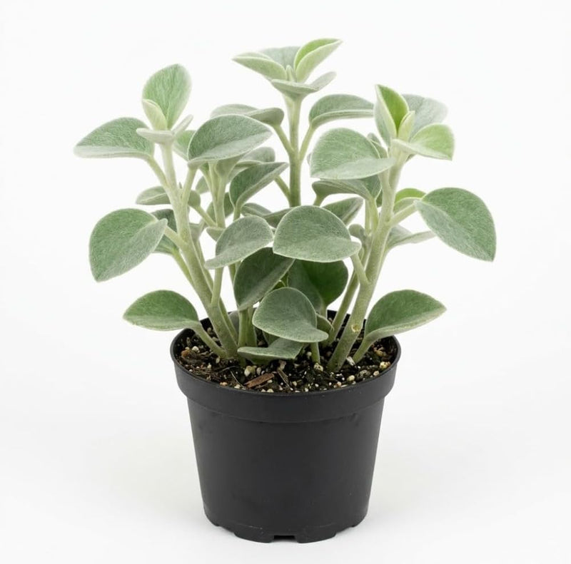 Peperomia Incana Live Plant, 4" Potted Indoor Plant, Vigorous Houseplant with Soft Felted Foliage for Living Rooms, Easy to Care Pet-Friendly Decor