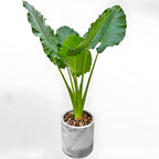 Elephant Ears Live Plant Giant 1–2ft Tall |Live Plant from Colocasia Esculenta | Huge Tropical Leaves | Easy to Grow Colocasia for Yard, Patio & Decorative Garden
