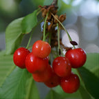 (No Ship to CA,HI,AK) Cherry Tree – Stella Cherry, 2-3 Ft Tall in 3 Gal Container, Cold-Hardy Edible Fruit Tree for Large Pots and Landscapes