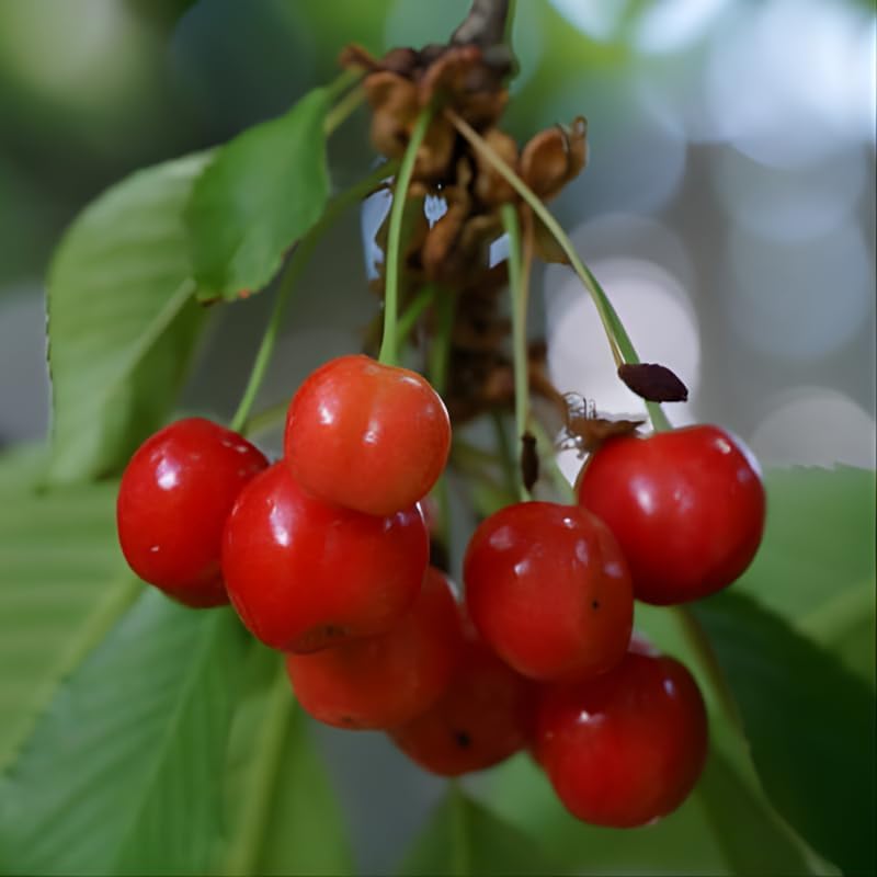 (No Ship to CA,HI,AK) Cherry Tree – Stella Cherry, 2-3 Ft Tall in 3 Gal Container, Cold-Hardy Edible Fruit Tree for Large Pots and Landscapes