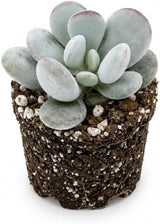 Cotyledon Orbiculata Succulents Plant Live, 2 Inch Pot, Unique Live Succulent, Low Maintenance, Easy Care, Beautiful Indoor Houseplant, Ideal for Home Décor & Gifts